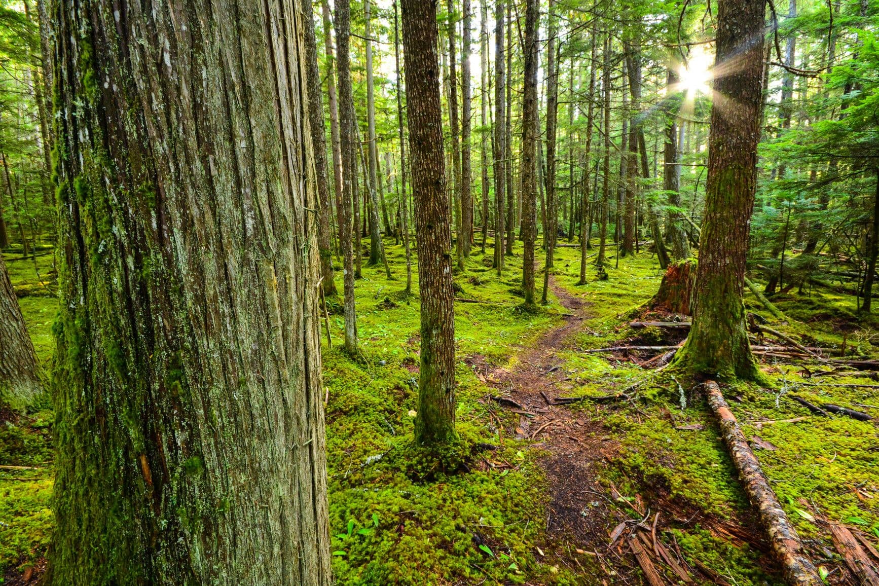Mabel Lake Park photo 5