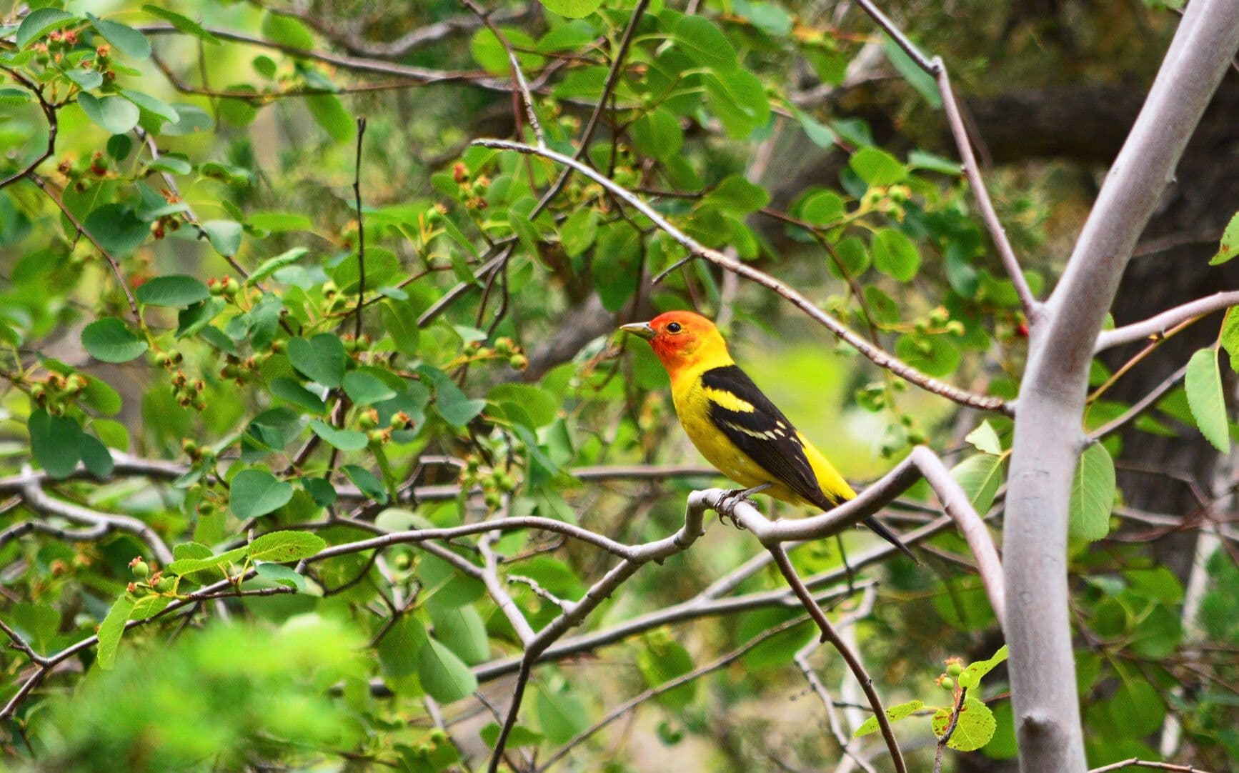 Goldpan Park photo 3