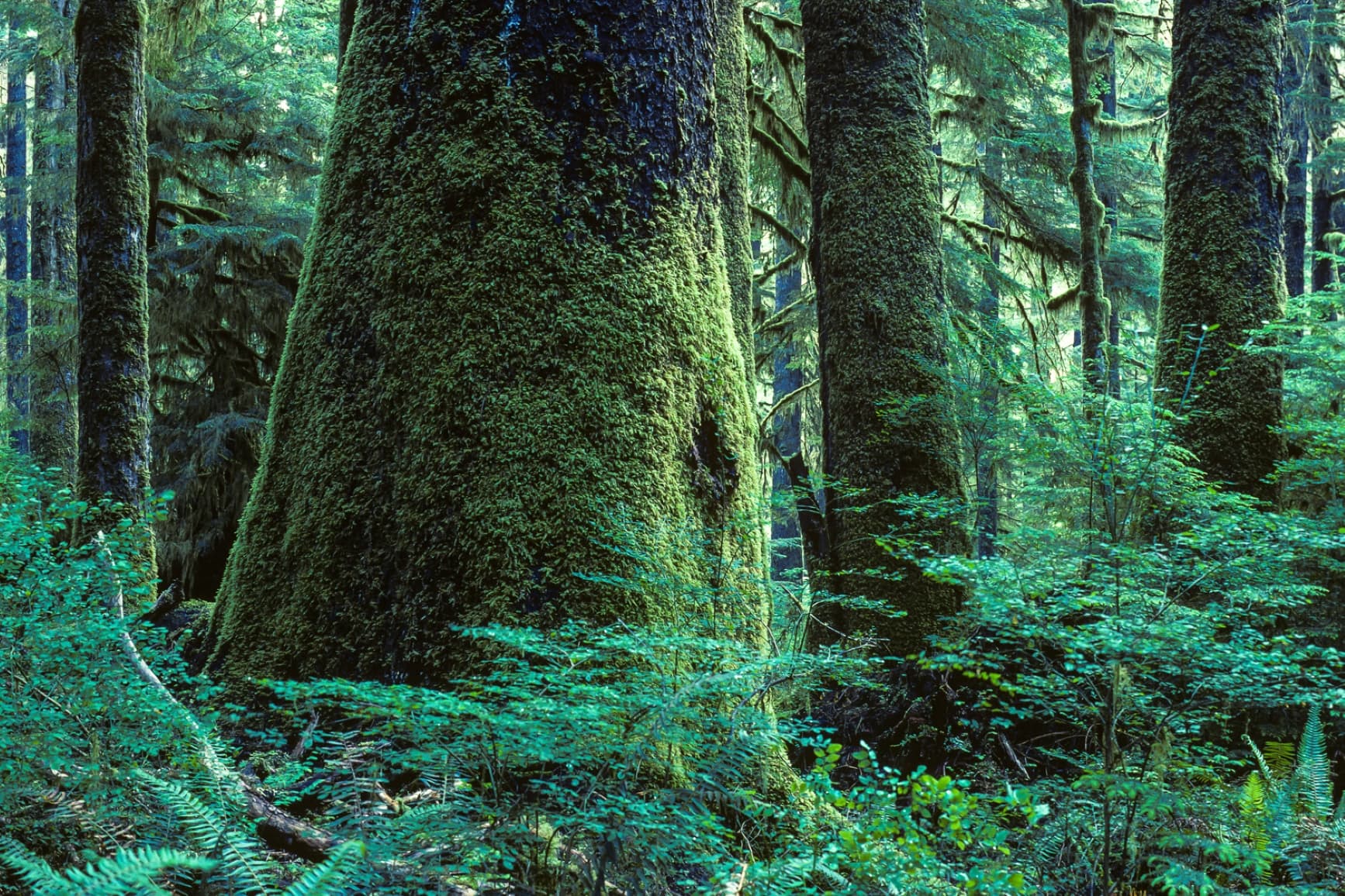 Carmanah Walbran Park