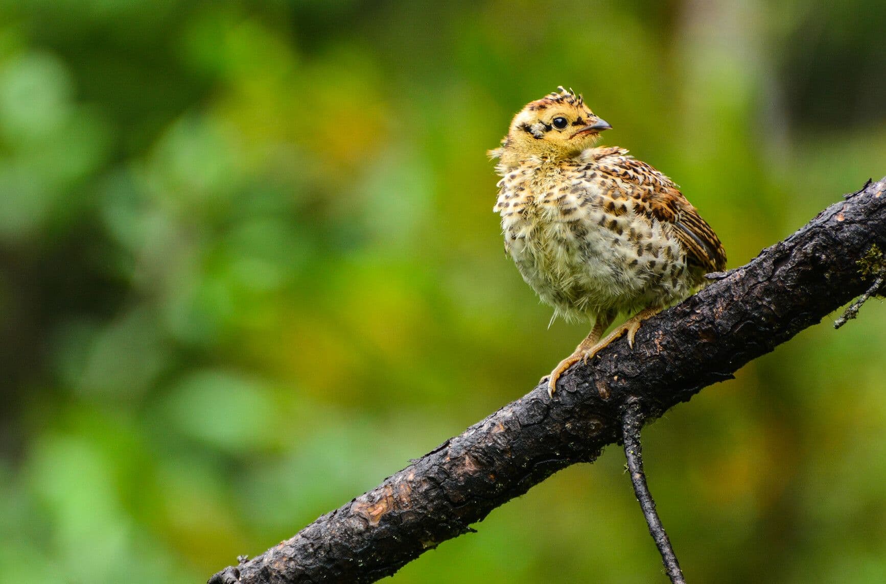 Height of the Rockies Park photo 7