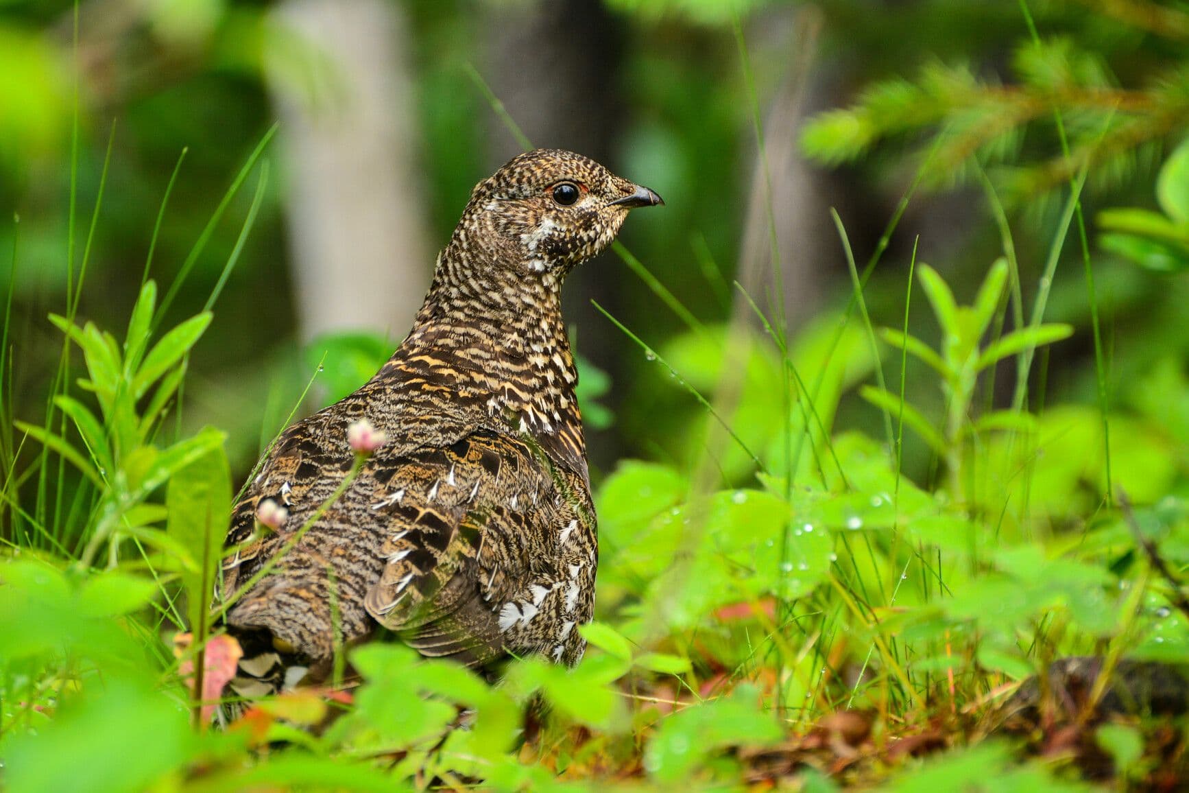 Height of the Rockies Park photo 8