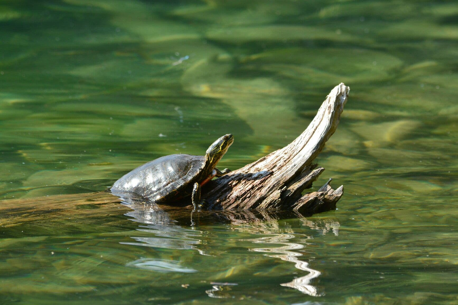 Kikomun Creek Park photo 3